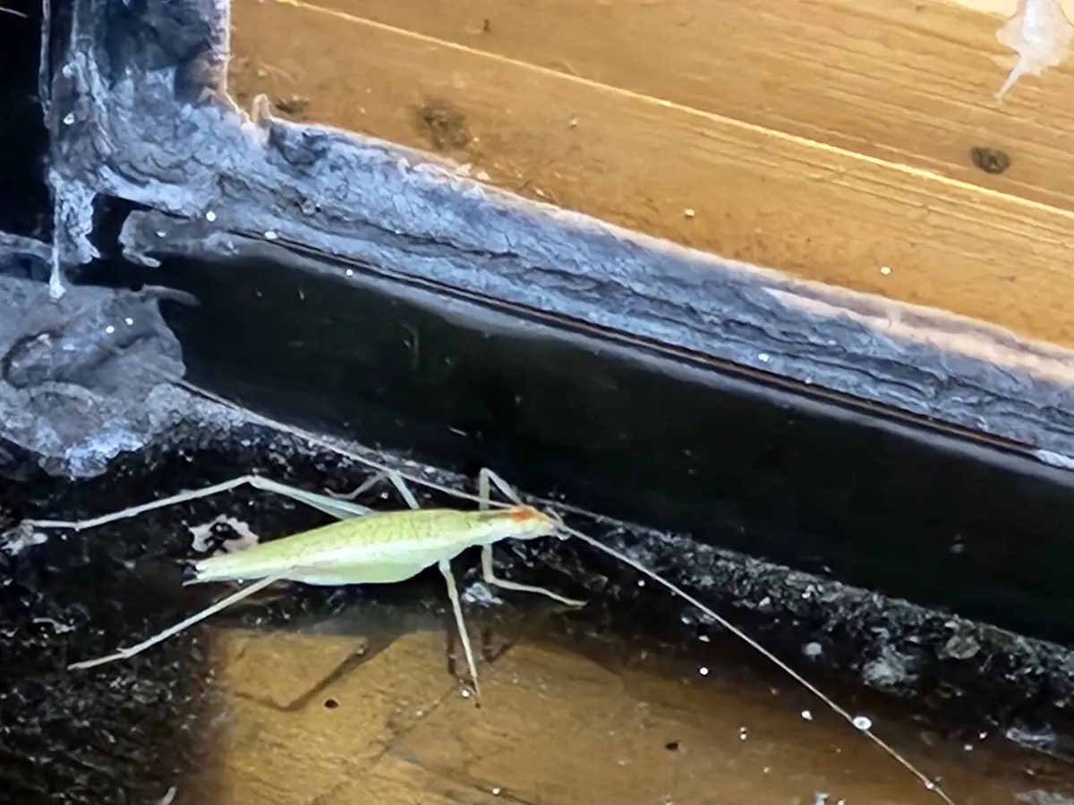 A slender pale green cricket with very long thin antennae and legs, on a dark wooden window frame
