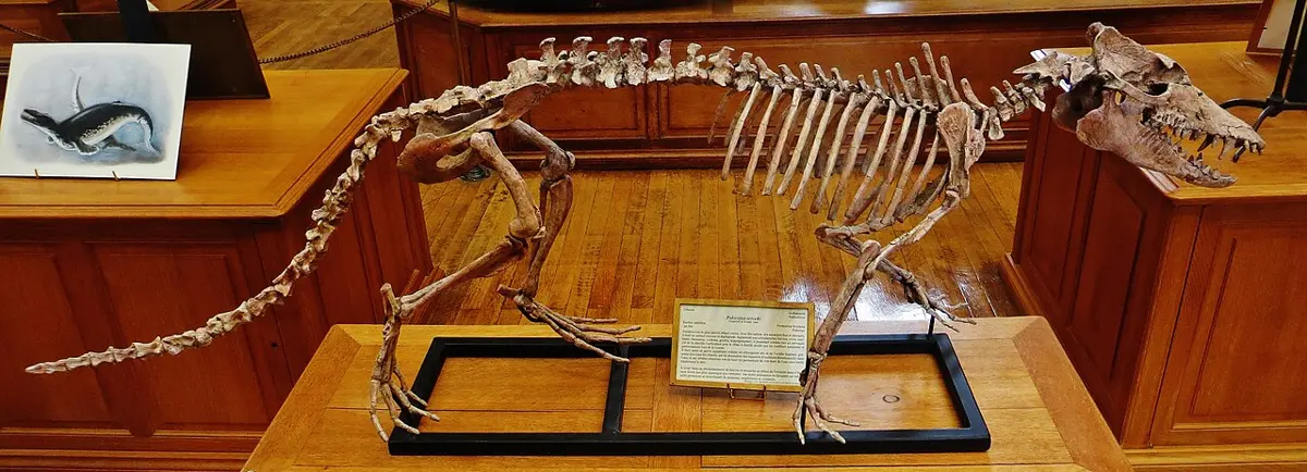 A fossil skeleton of a slender four-legged animal with a long tail and a long-snouted skull, mounted on a stand in a museum