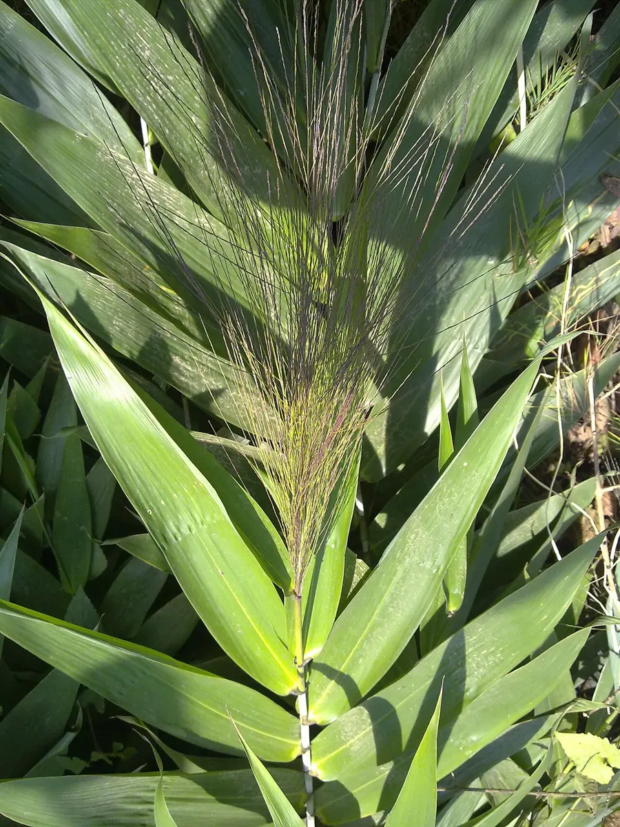 A clump of broad, long, pointed leaves like bamboo leaves, with a feathery flower spike rising from the middle