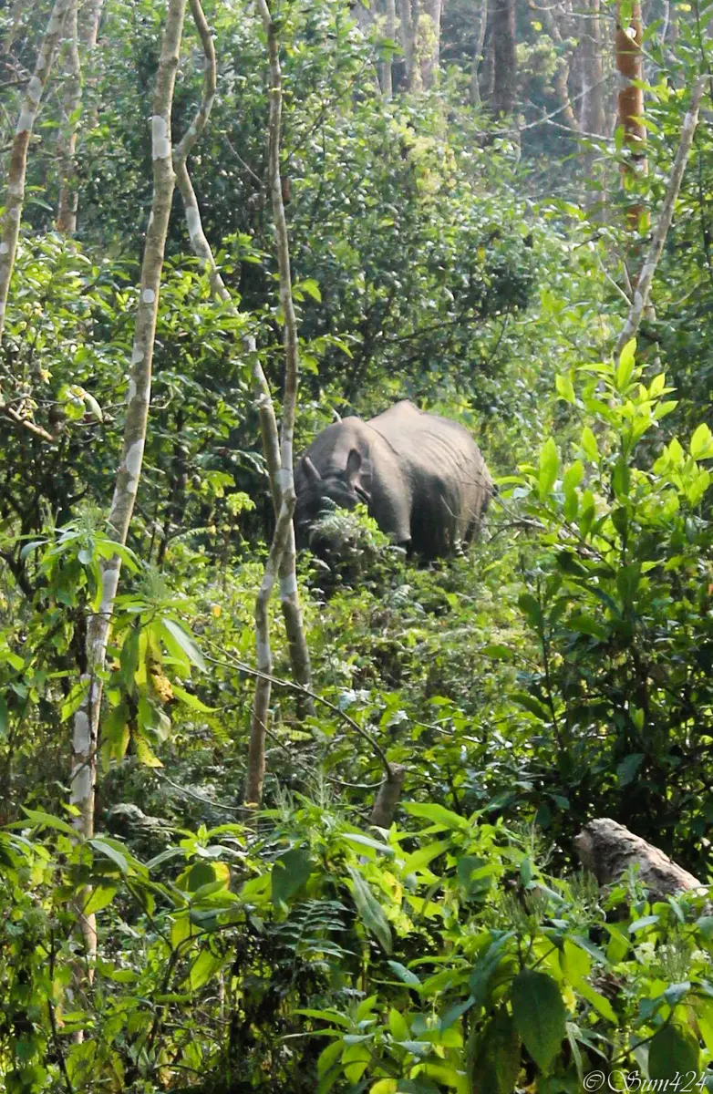 A one-horned rhinoceros half hidden among tall grass, saplings and trees in a green forest