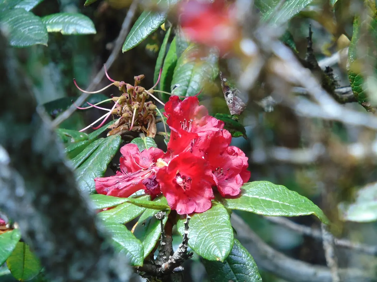 A cluster of bright red rhododendron flowers among long dark-green leaves