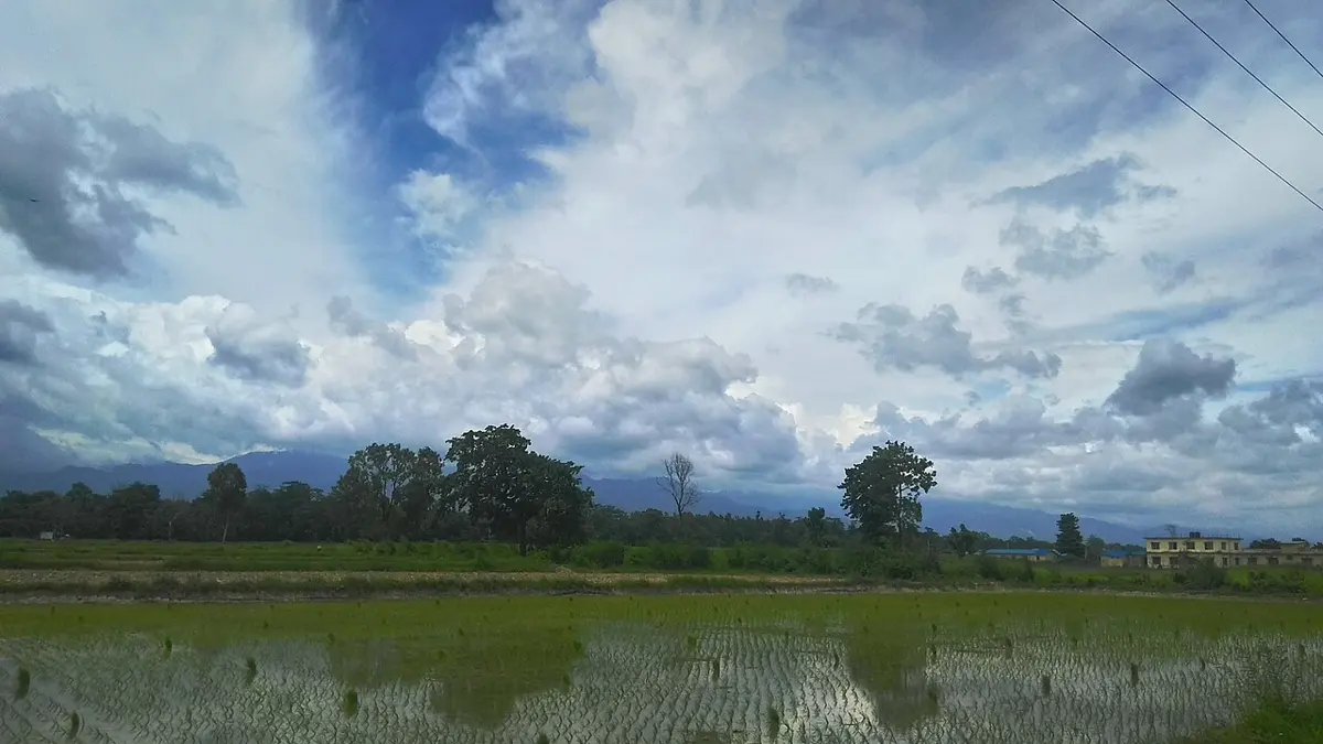 A flooded field with rows of small rice seedlings standing in water that reflects the sky, with trees and hills behind under a cloudy sky
