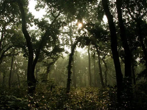 A misty forest of tall, straight dark trunks, with sunlight coming through the canopy and low green plants on the ground