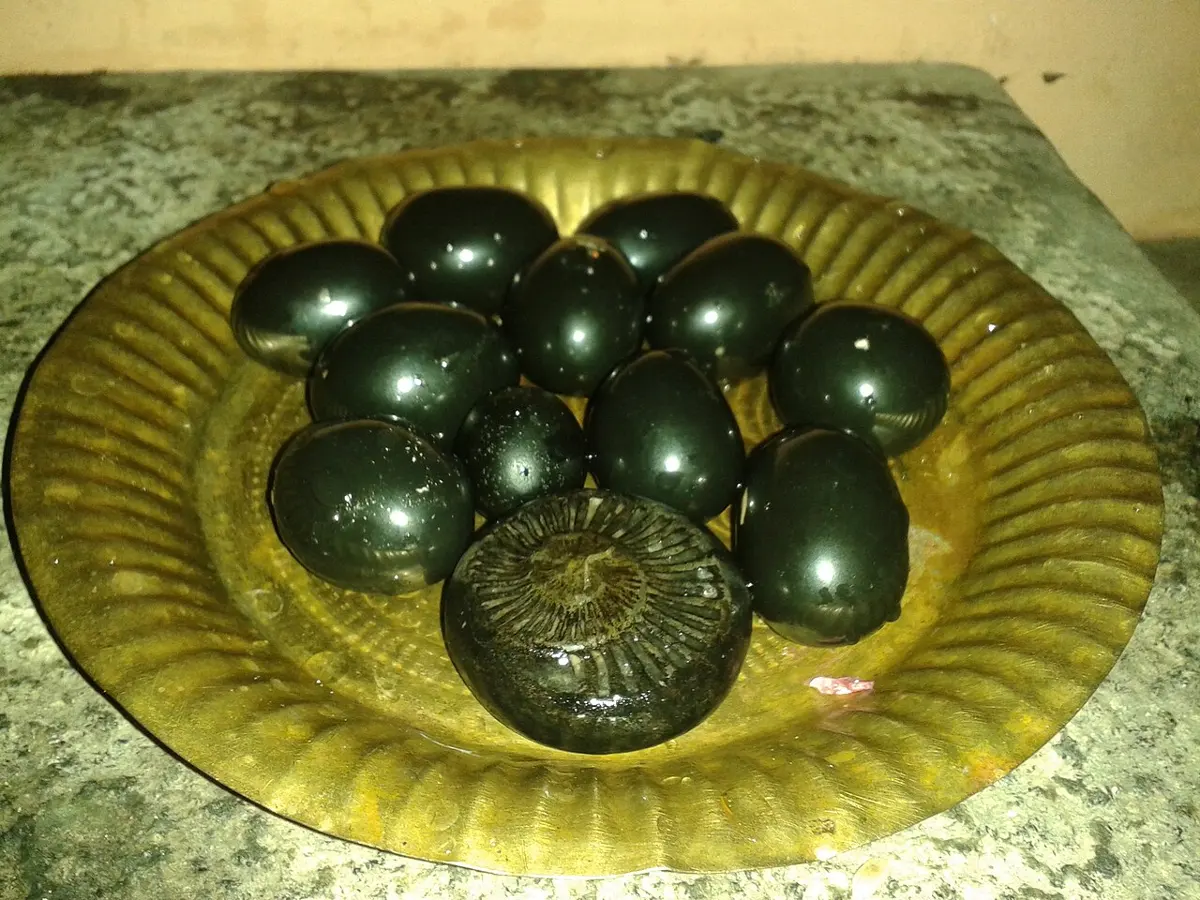 A dozen smooth, shiny black stones on a brass plate; the one in front shows the ribbed coil of a fossil shell