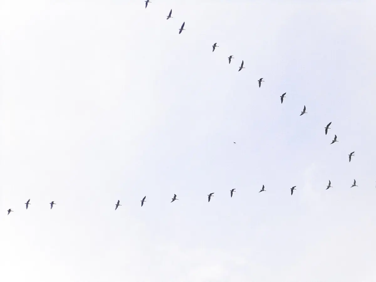 A long V of geese, small and dark, high in a pale sky