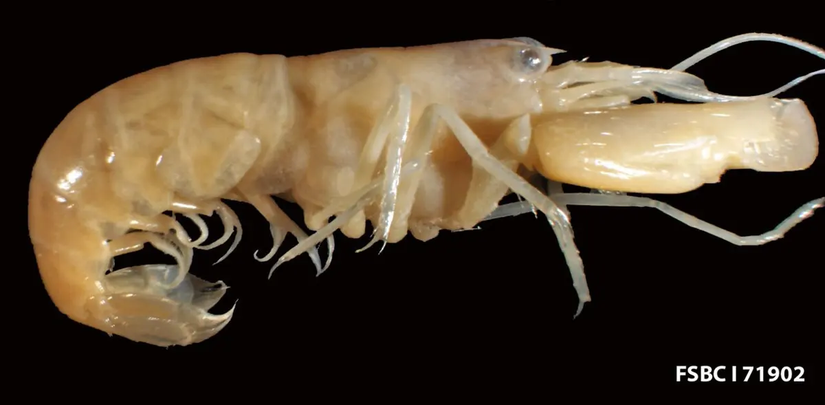 A pale shrimp on a black background, with one huge smooth claw at the front, long antennae and a curled tail