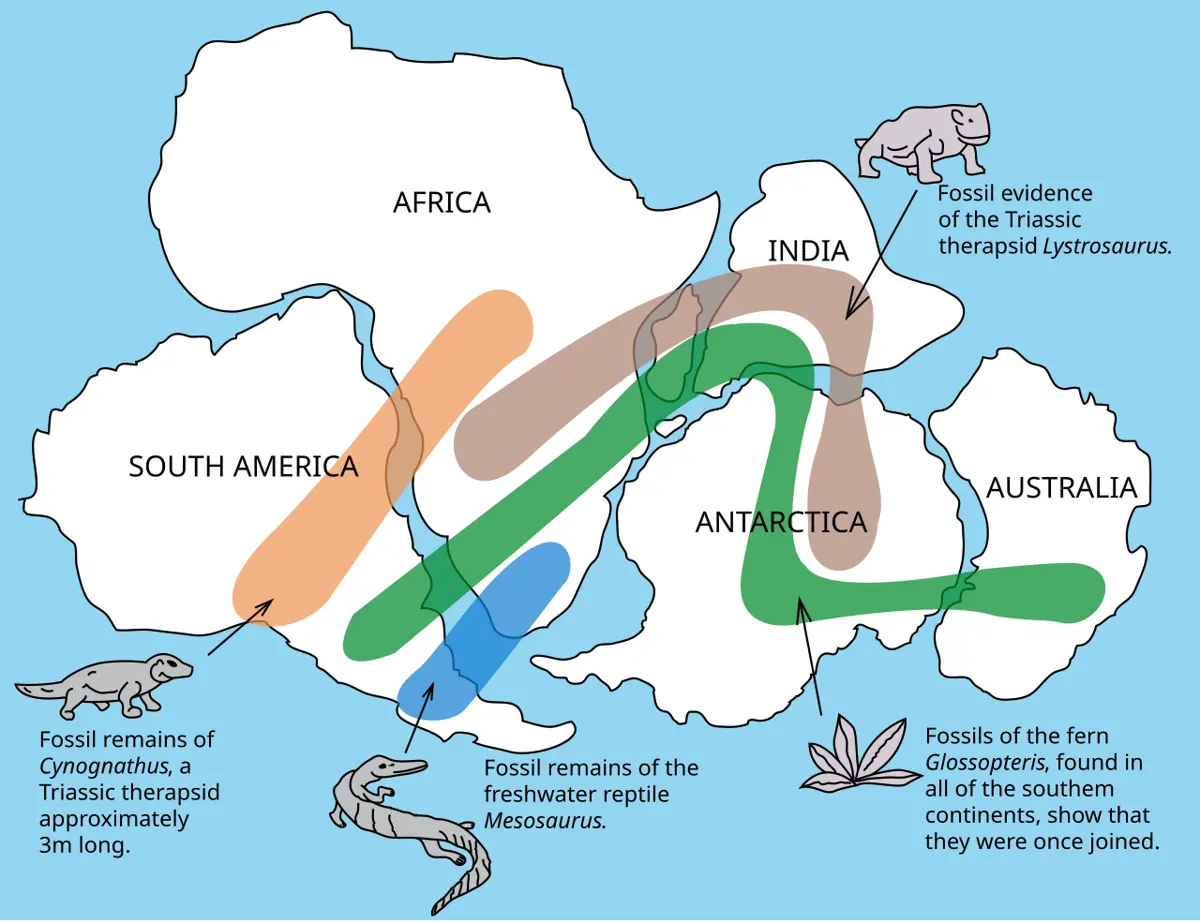 A map of the southern continents fitted together, with colored bands showing where the fossils of four animals and plants are found, running across the joins between continents