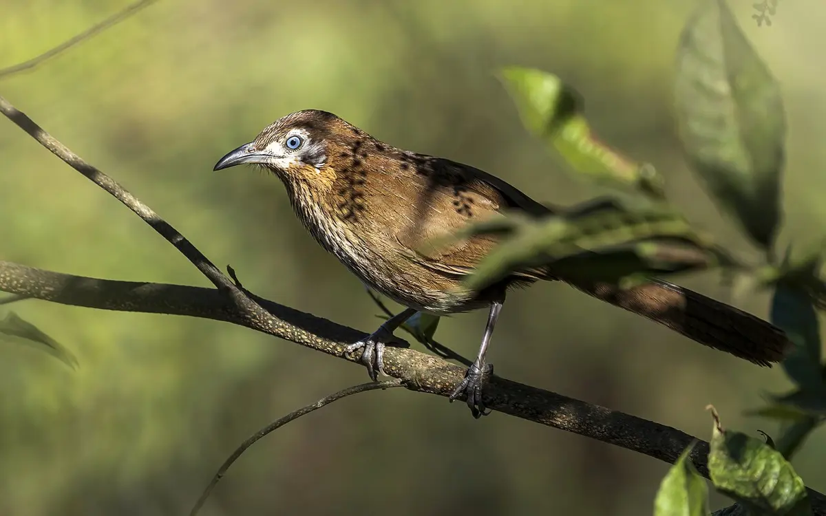 A brown bird with a long tail, a streaky brown chest and a pale face, perched on a branch