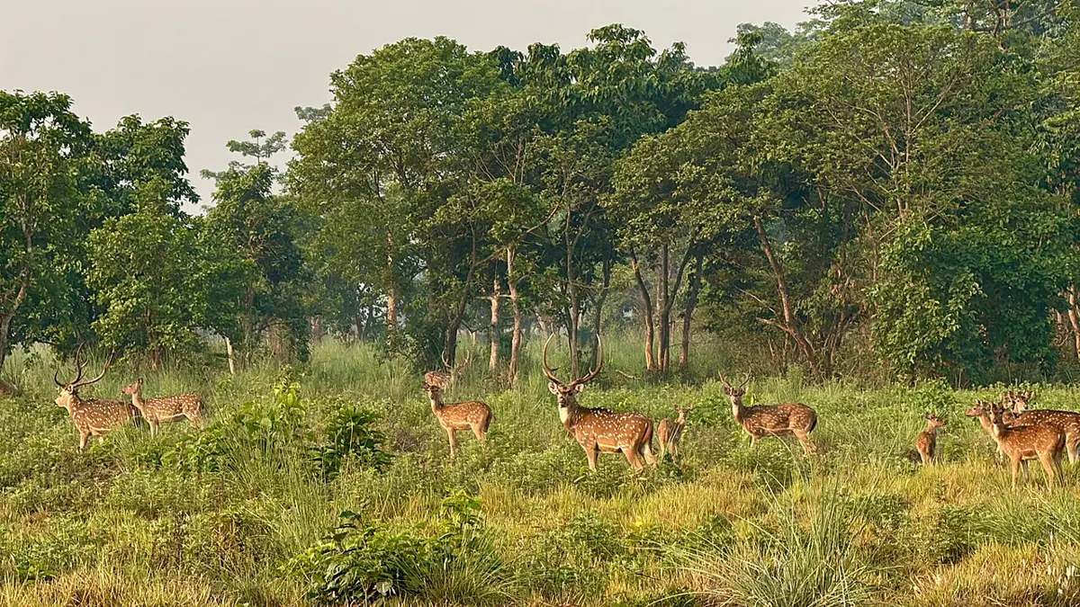A herd of spotted deer, brown with white spots, grazing in a sunny grassland with trees behind