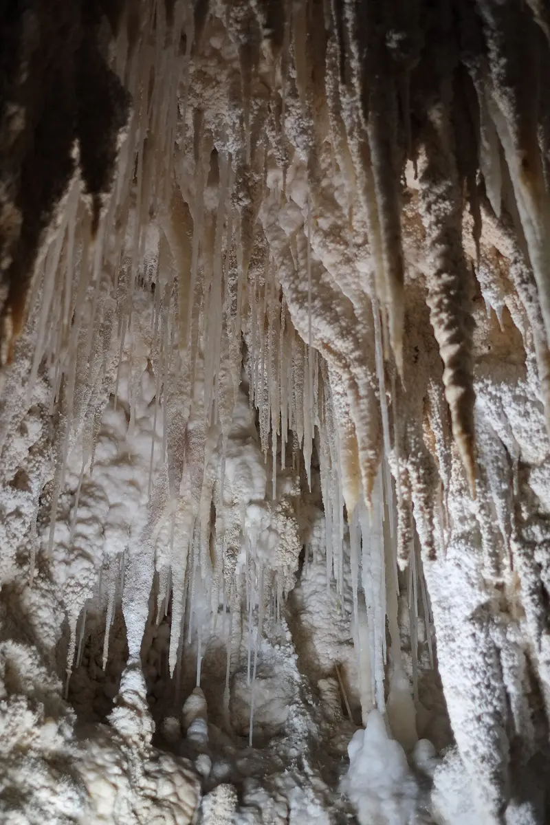A cave roof covered in hundreds of white stone icicles, long thin straws and thicker cones, hanging down over pale, knobbly rock