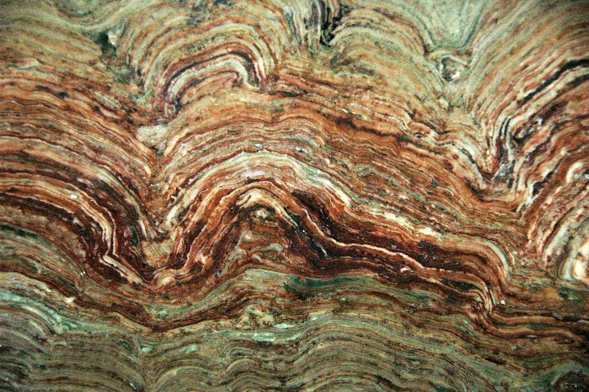 A polished slice of rock showing many thin, wavy layers in brown, cream and green, bending up into domes