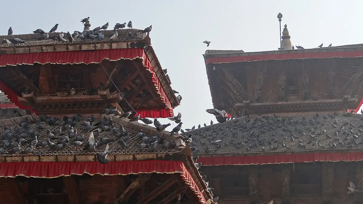 Pigeons crowded on the tiered roofs of two temples, with more flying between them, against a pale sky
