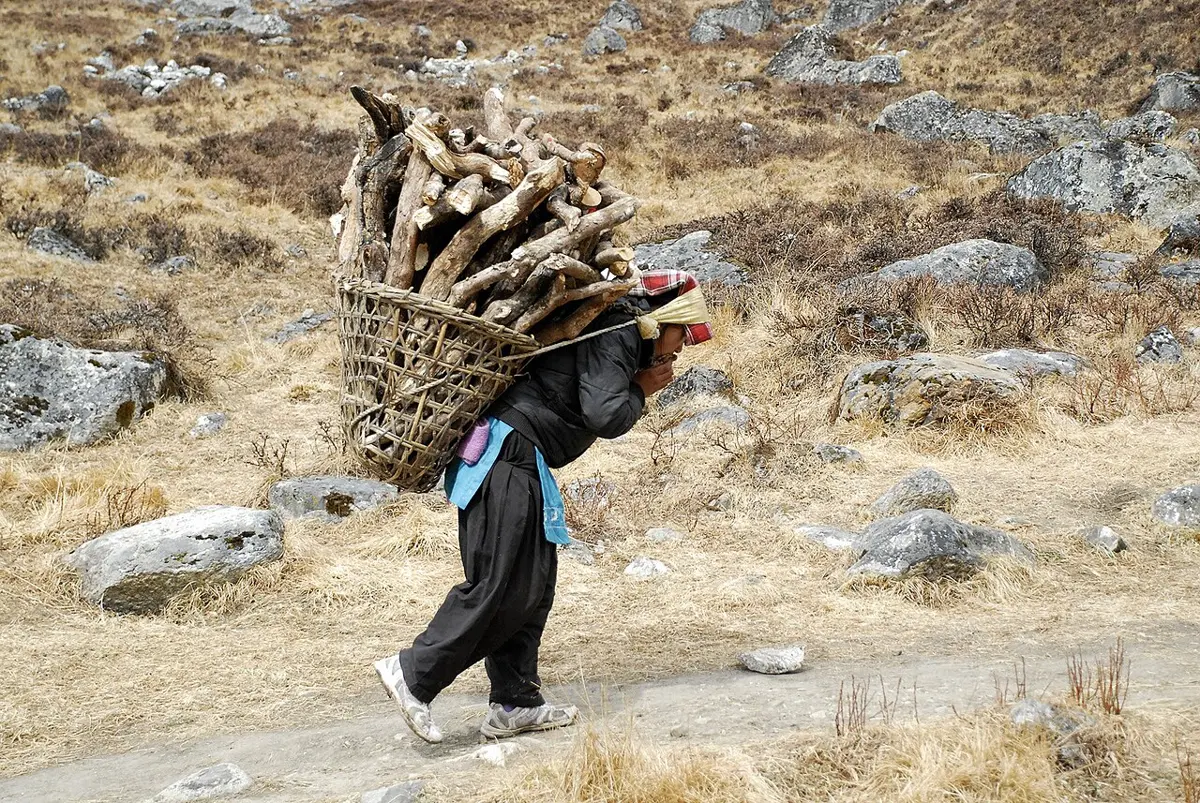 A woman walking along a dry, rocky mountain path, bent forward under a large basket piled high with split logs, held by a strap across her forehead