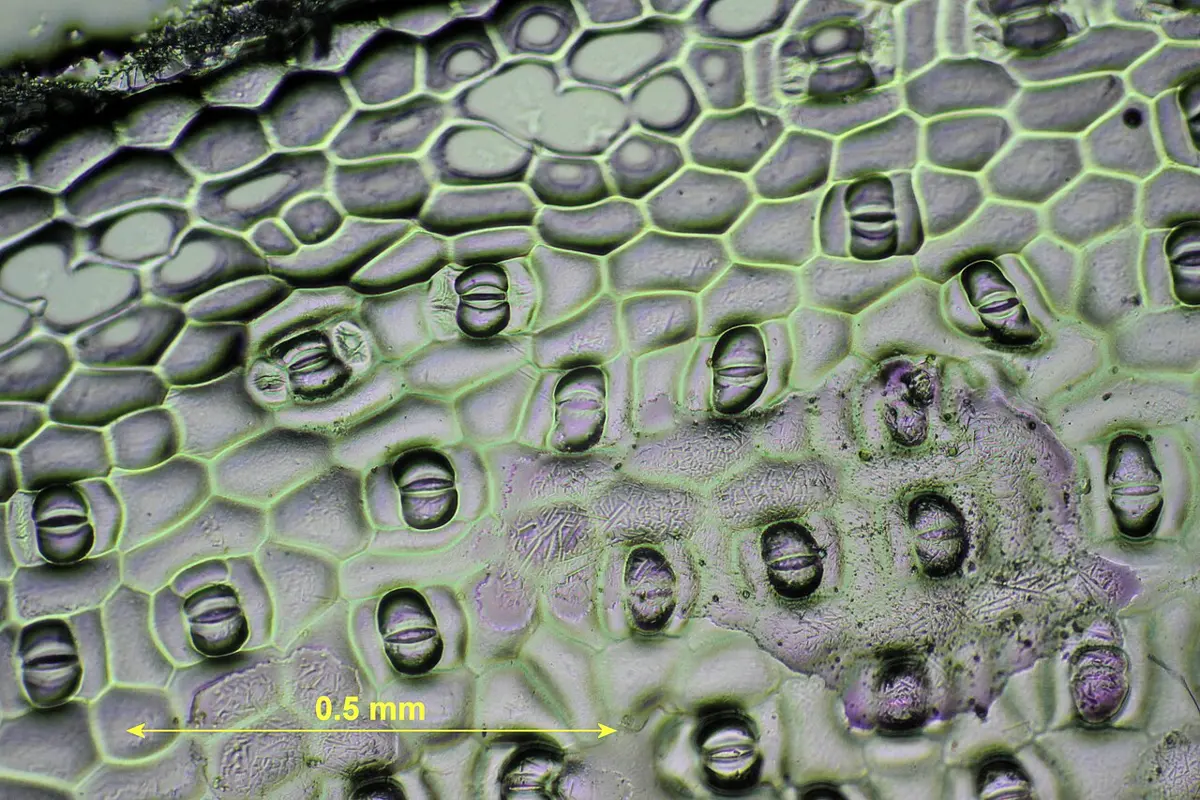 A microscope view of a leaf's surface: a mesh of many-sided cells, with dozens of small oval stomata scattered among them, each a pair of curved guard cells around a slit