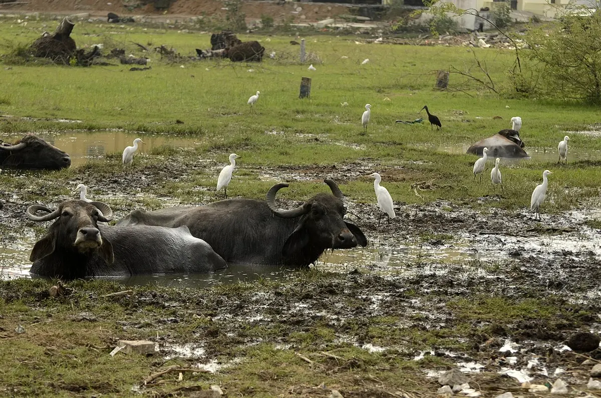 Three water buffaloes lying in a muddy pool in a grassy field, with white egrets standing around them