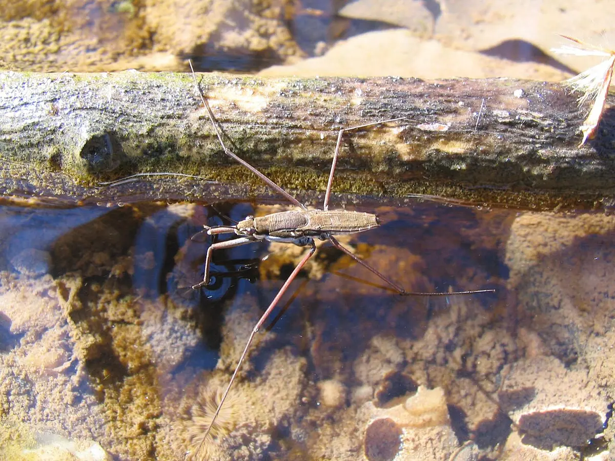 A long-legged water strider standing on the surface of a shallow stream beside a fallen stick