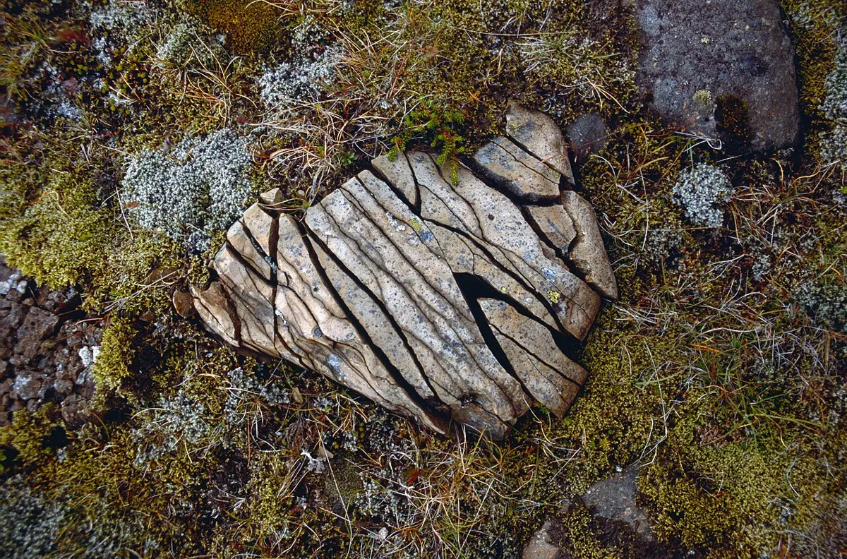 A flat, pale rock lying in moss, split into many parallel slabs by dark cracks, some slabs pushed slightly apart