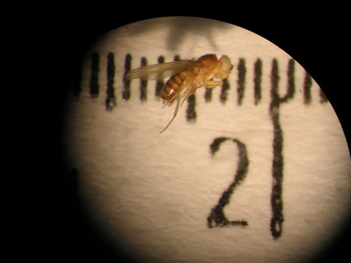 A small golden-brown fly with pale white eyes, seen through a microscope, standing on the millimeter marks of a ruler