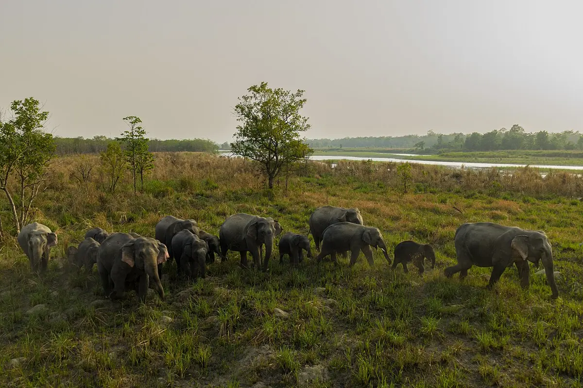 A family of wild elephants, adults and several small calves, walking in a line across green grassland with a river and forest beyond