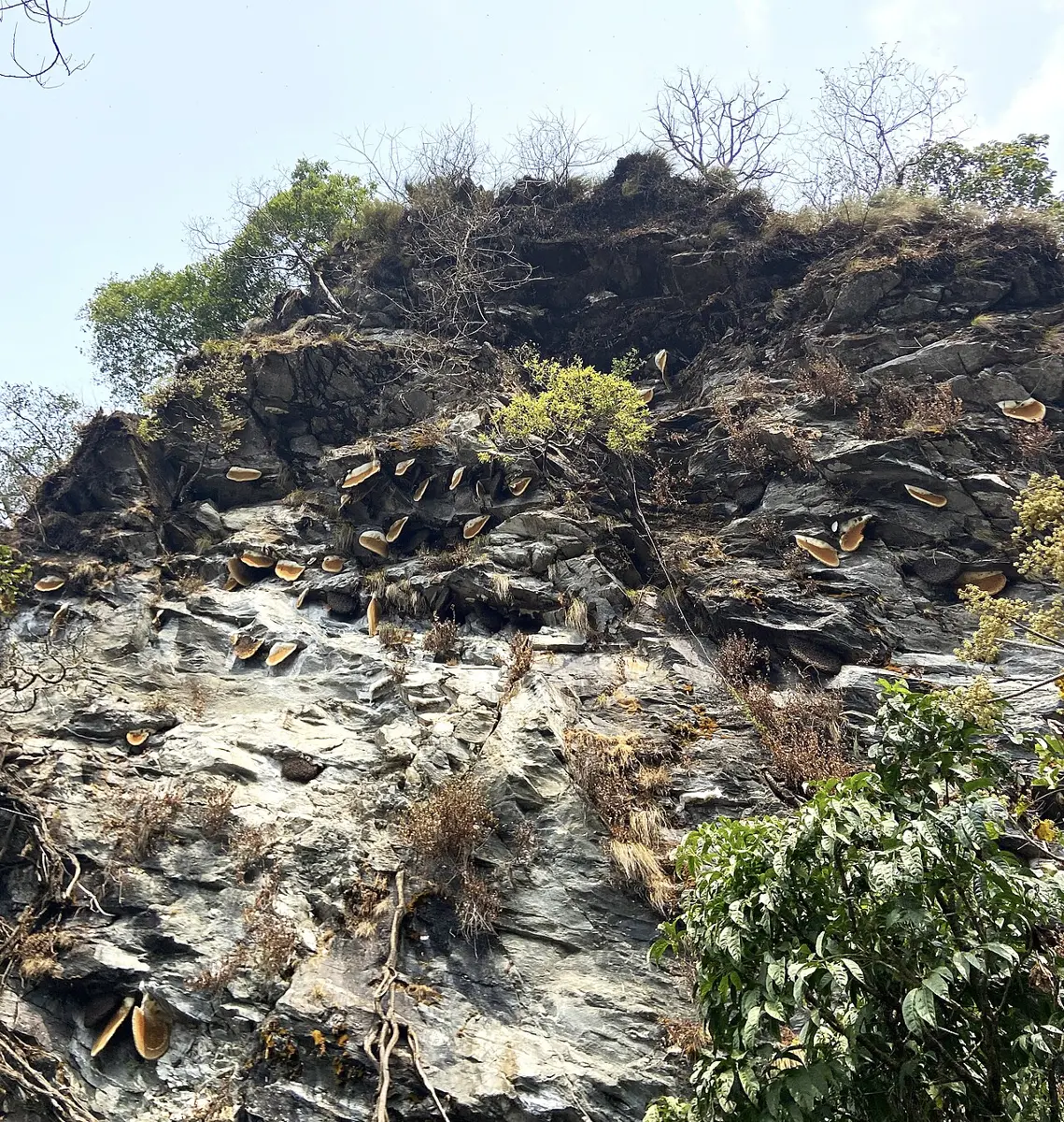 अग्लो चट्टानी भिर, जसका बाहिर निस्केका भागमुनि अर्धचन्द्राकार कालो चाकाहरू झुन्डिएका छन्