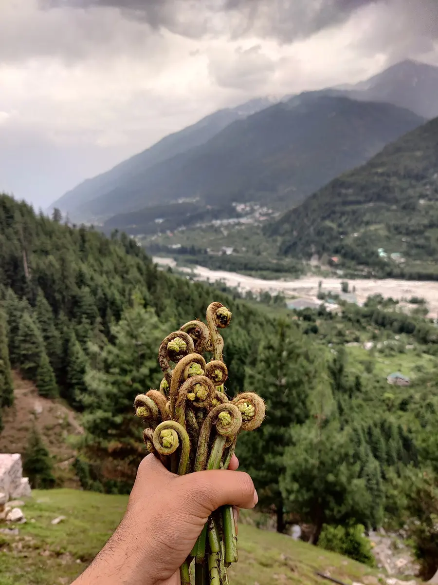 हिमाली उपत्यकाको पृष्ठभूमिमा, टुप्पामा कसिलो गरी गुडुल्किएका उनिउँका कलिला मुनाको मुठा समातेको हात