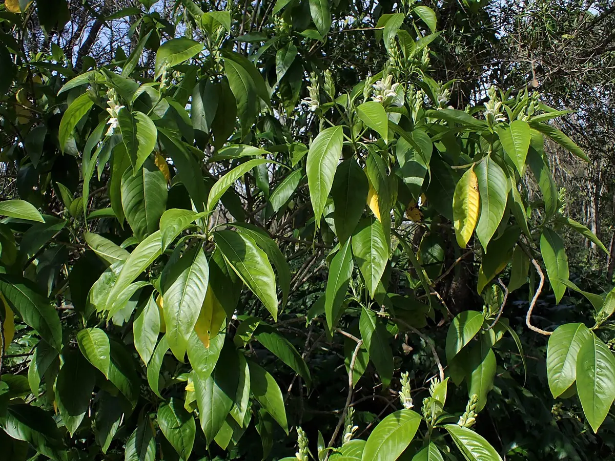 ठुला हरिया पात र सेता फूलका झुप्पा भएको पातैपातले भरिएको झाडी