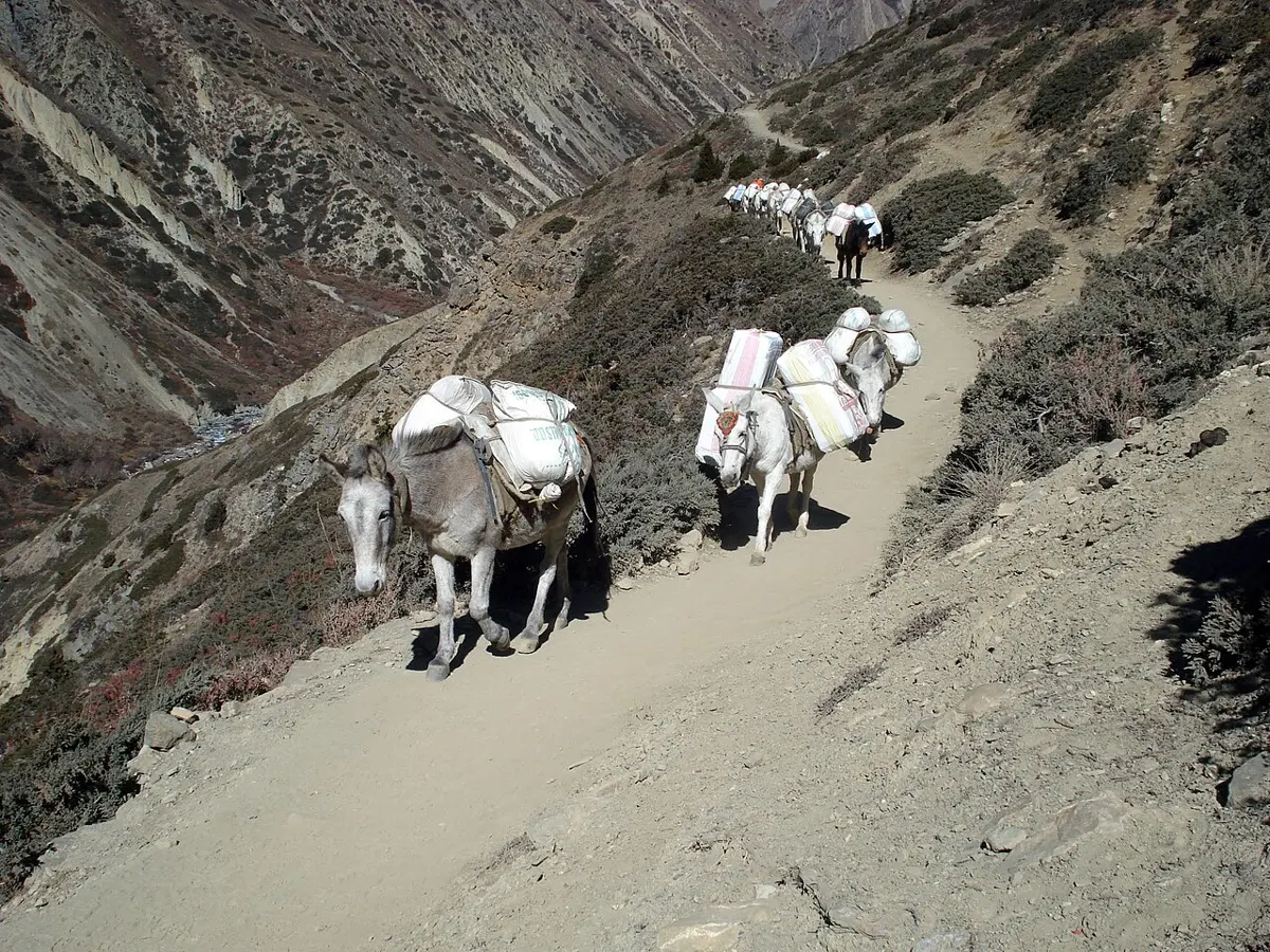 सेता बोरा बोकेका खच्चरको लस्कर धुलाम्मे पहाडी बाटोमा हिँड्दै