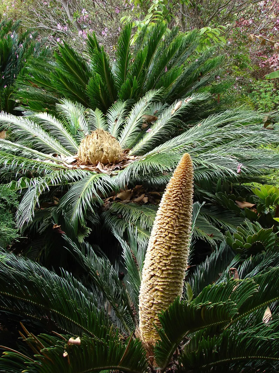 कडा, प्वाँखजस्ता पातको मुकुट भएको बिरुवा, बिचमा उभिएको अग्लो पहेँलो-खैरो कोनसहित