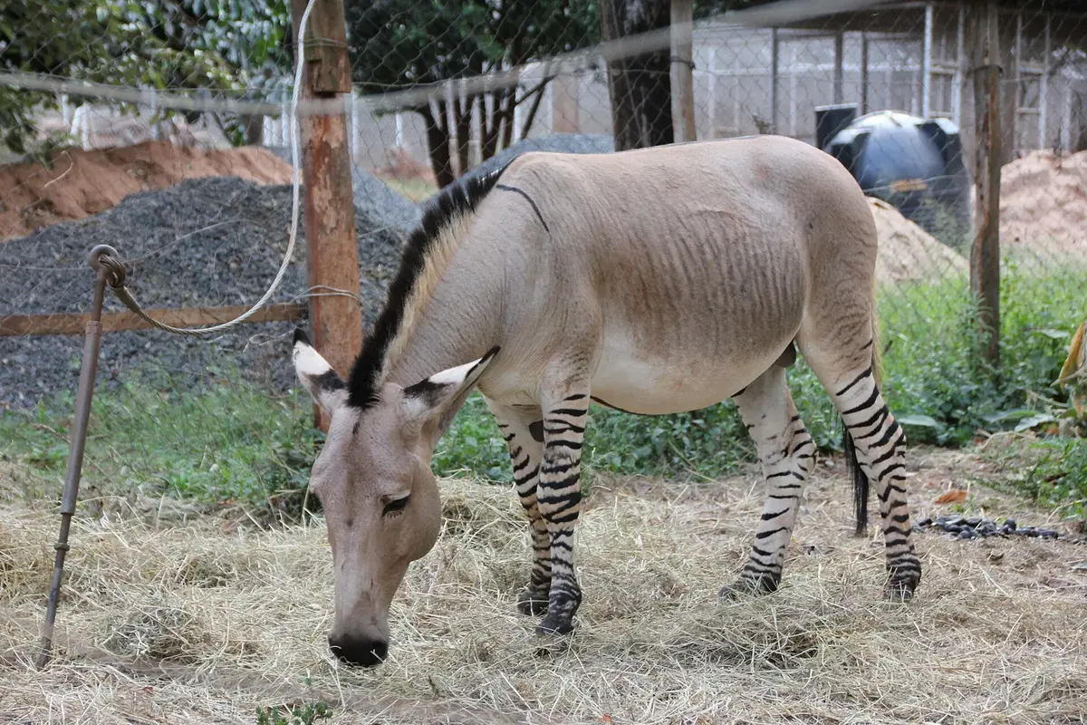 A horse-like animal with a plain sandy body and zebra stripes on its legs and neck