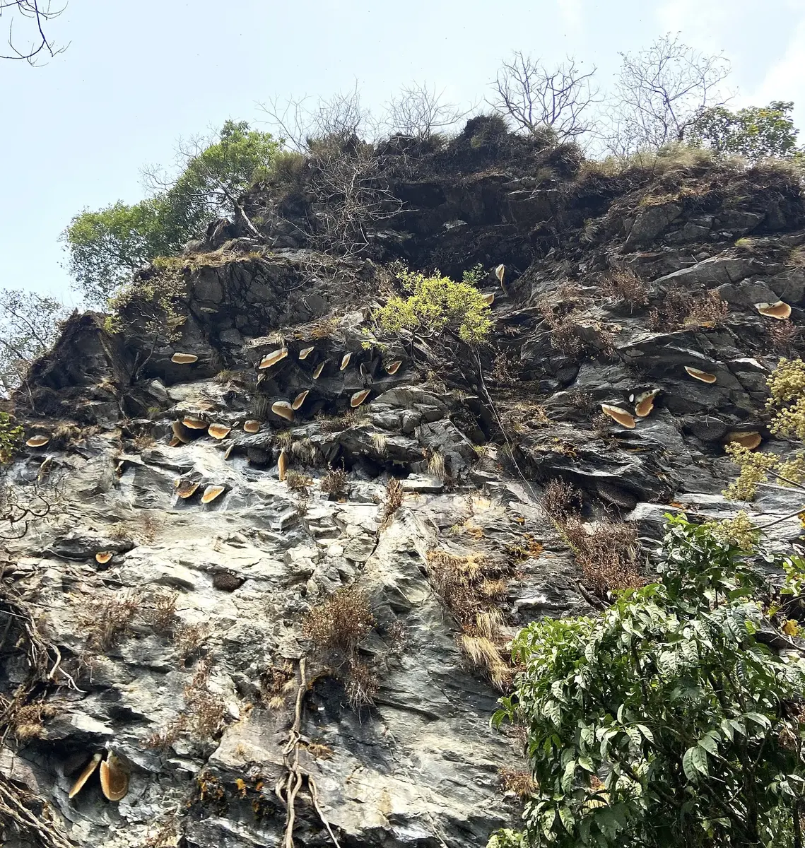 A tall rock cliff with several dark, half-moon shaped bee combs hanging under its overhangs