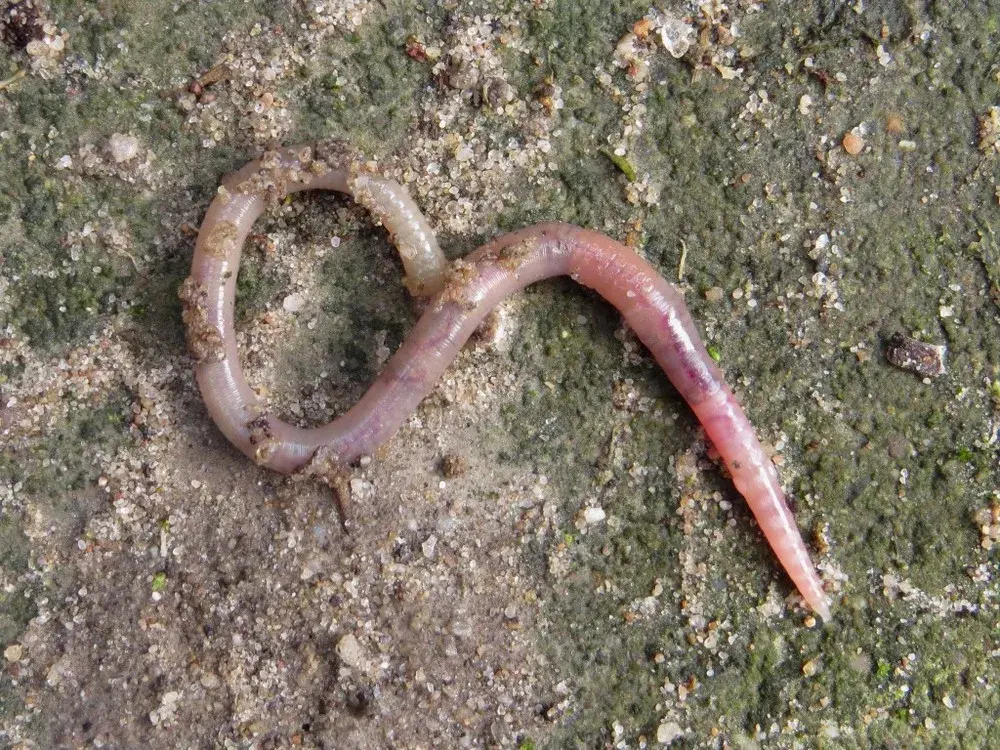 A pinkish earthworm on dark soil, its body made of many rings, with a pale smooth band near the front