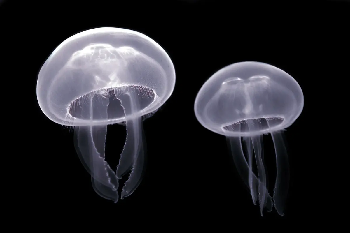 Two pale, see-through moon jellyfish with short fringed tentacles against a black background