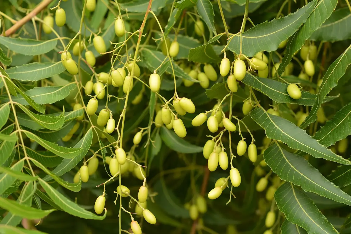 Neem leaves, long and toothed, with bunches of small green and yellow oval fruits