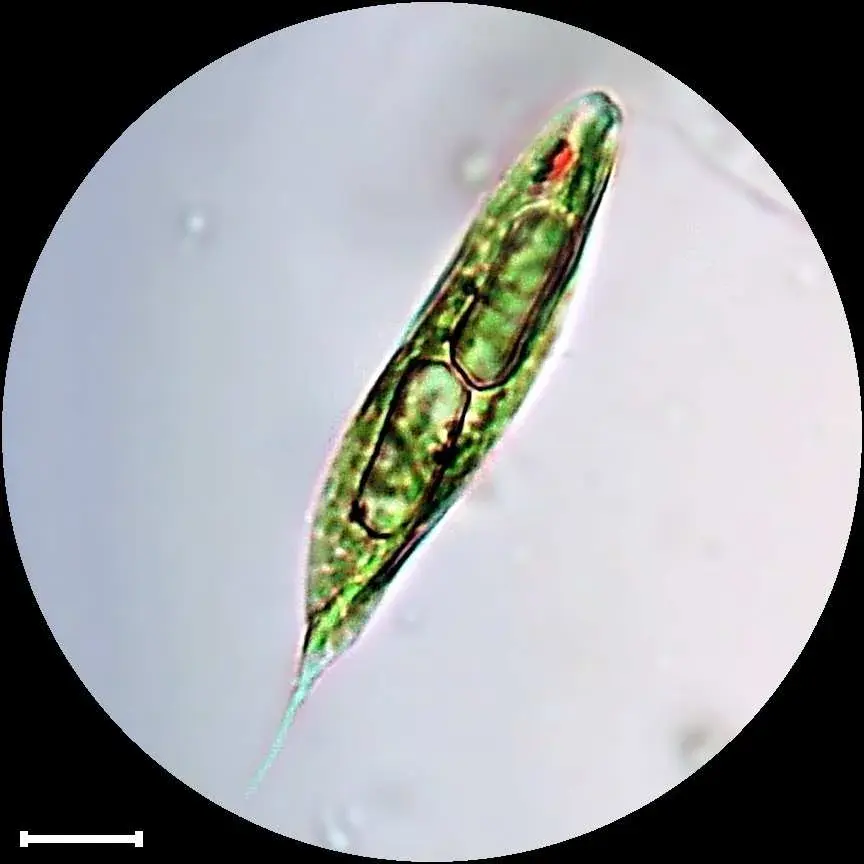 A long, spindle-shaped green cell seen through a microscope, with a small red dot near one end