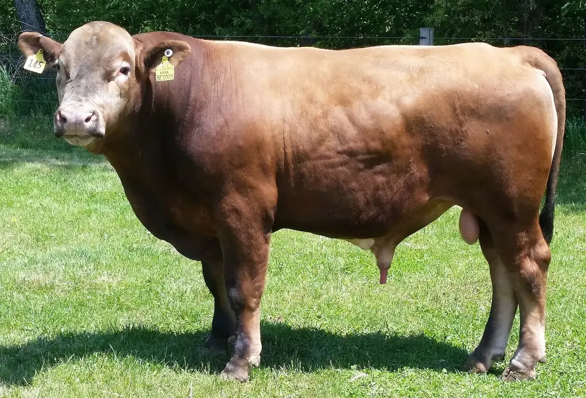 A brown cow-like animal with a broad head standing on grass