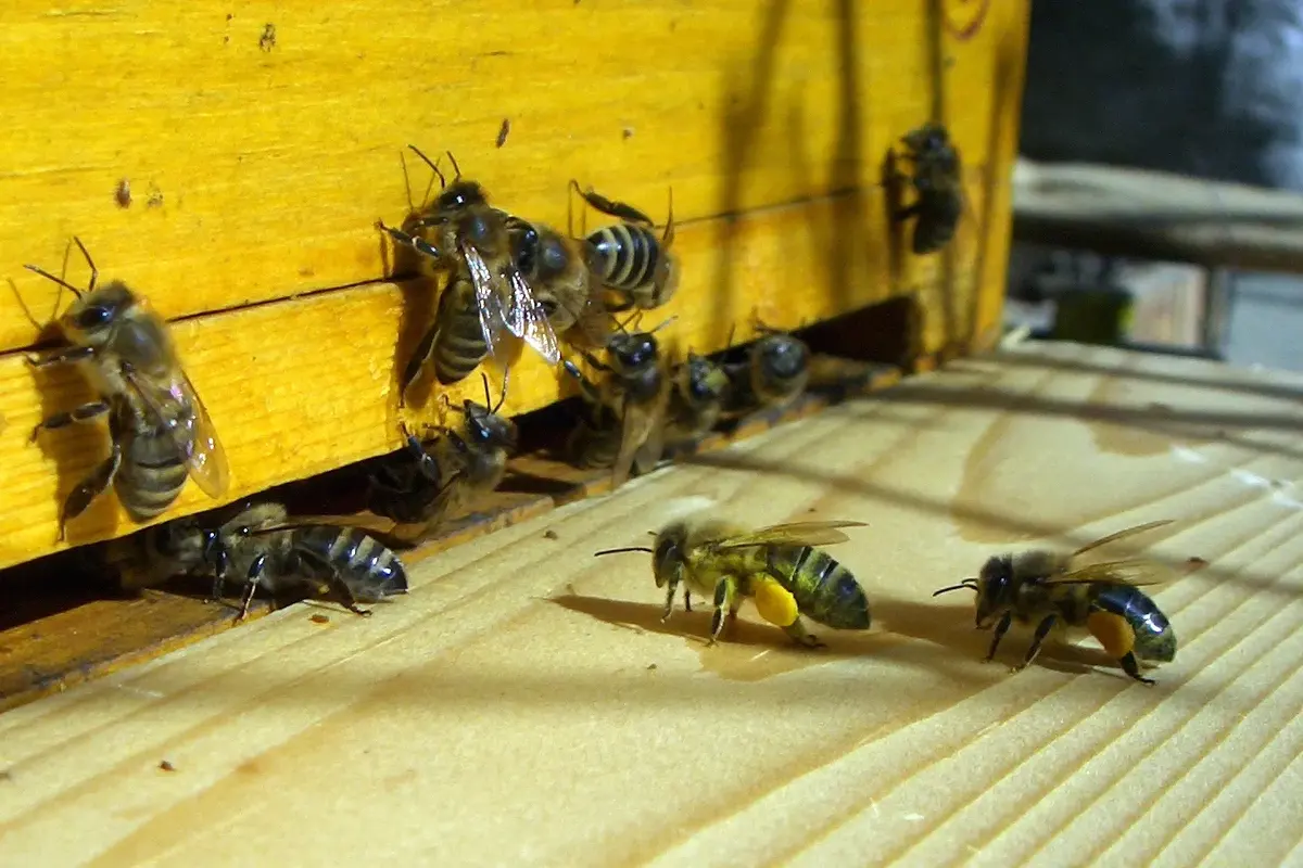 Honey bees landing on the board in front of a yellow hive box; some carry orange lumps on their back legs