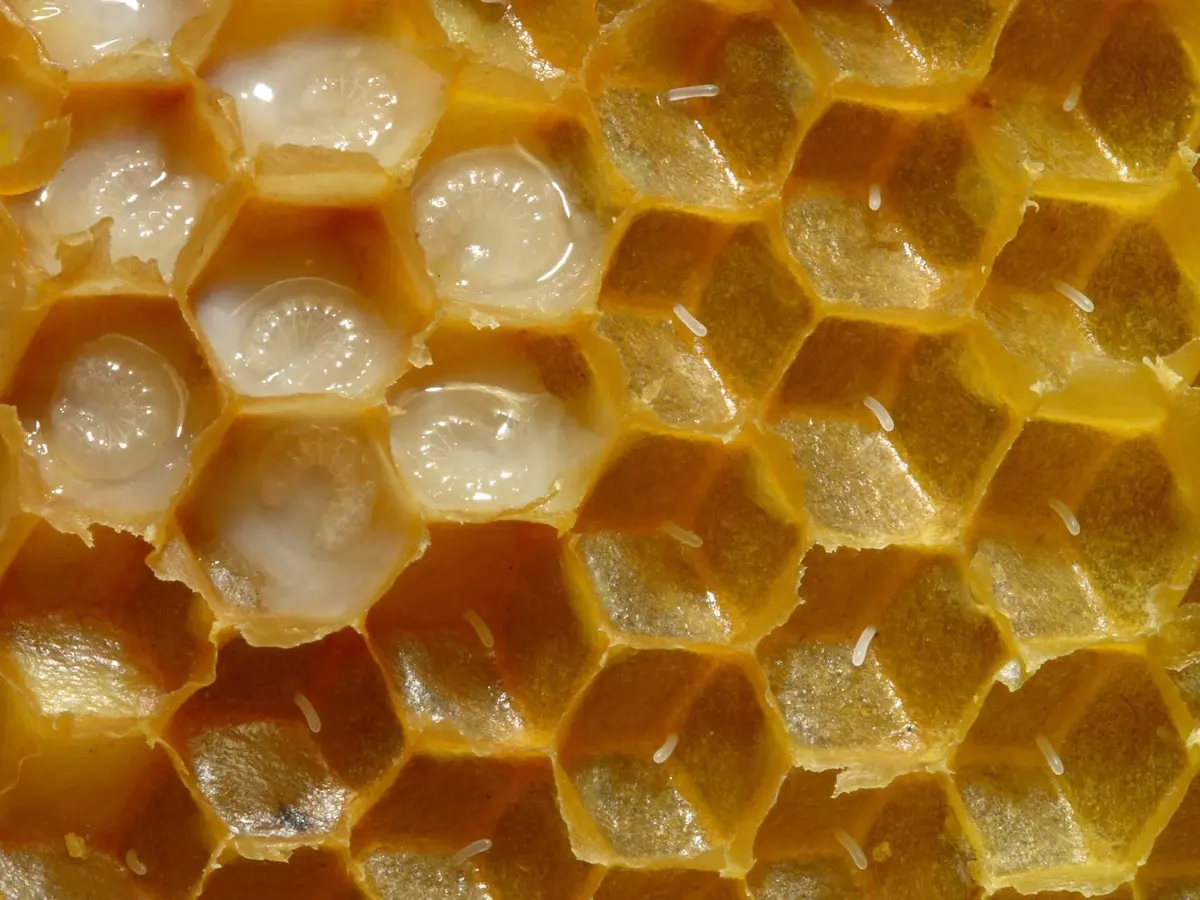 Close-up of wax cells: in some, a tiny white egg stands on the floor; in others, a fat white larva lies curled in milky food