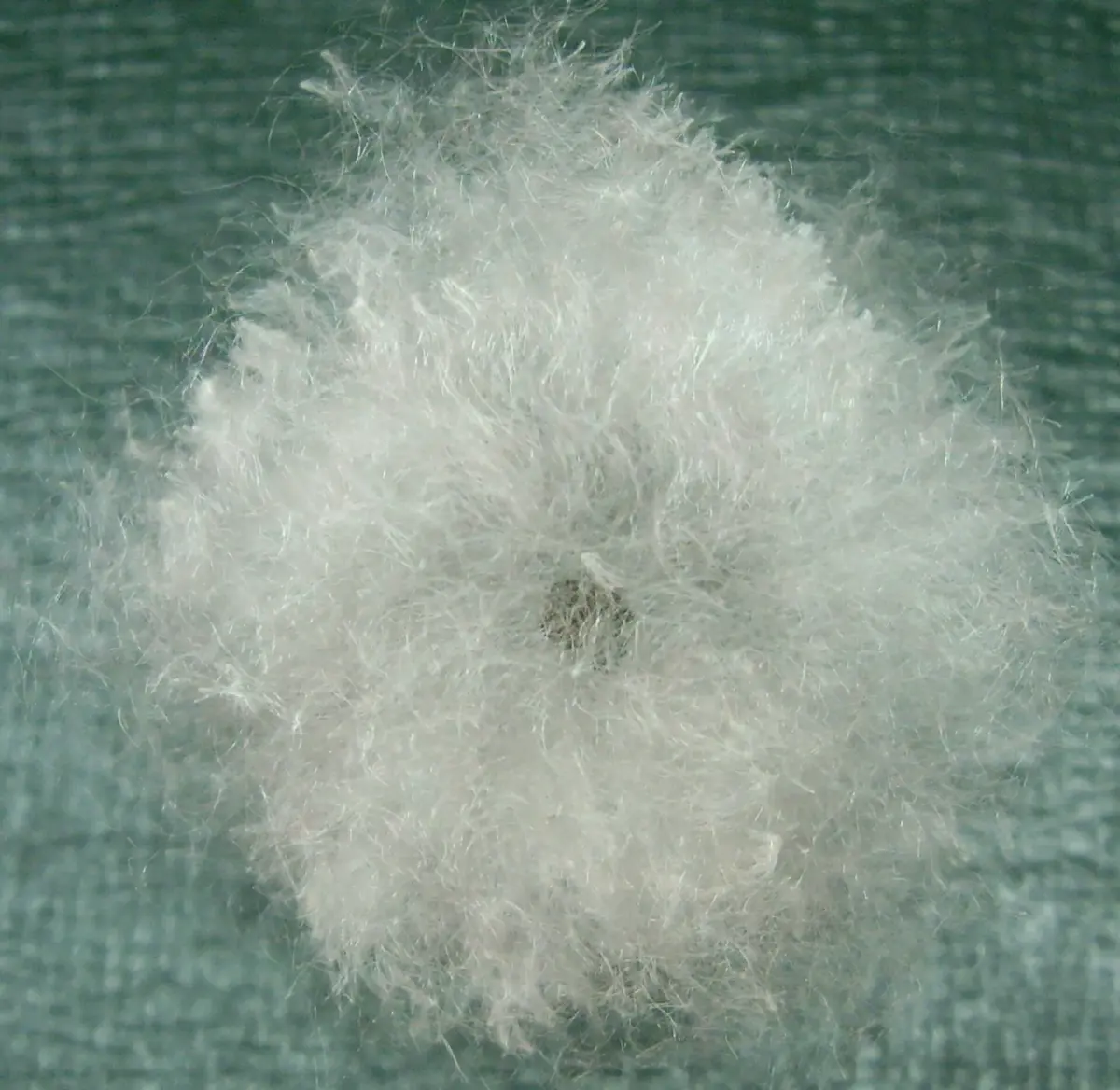 A small dark seed sitting in a tuft of fine white silky fibers