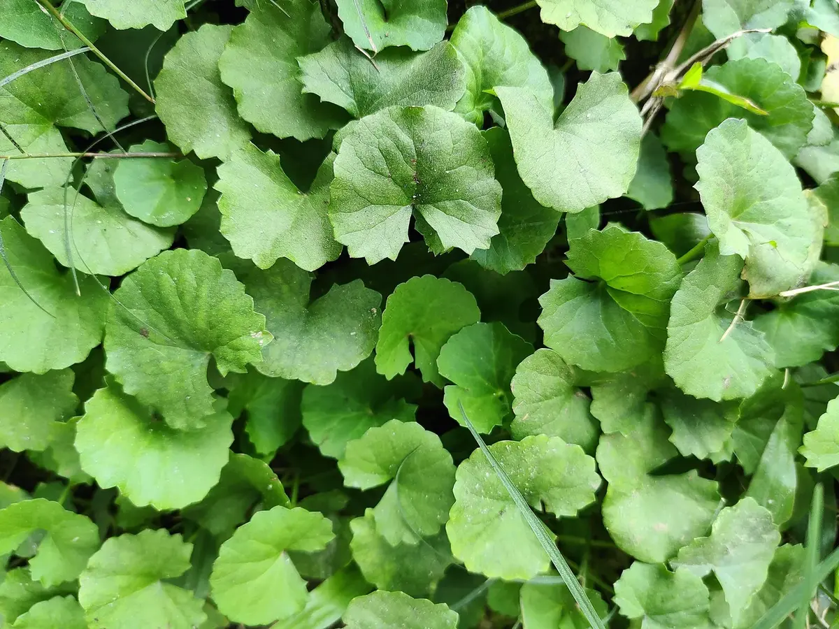 A small creeping plant with round, scalloped green leaves on long stalks