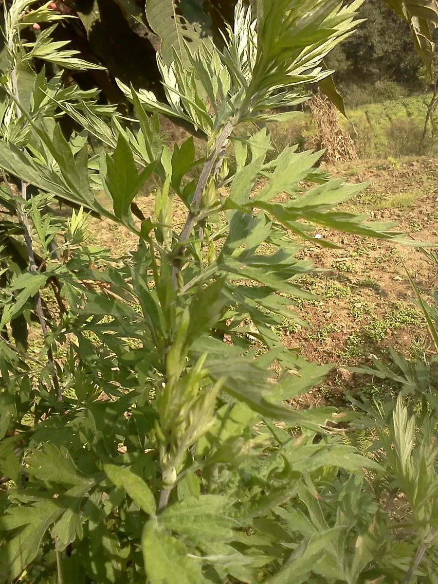 A leafy green herb with deeply cut leaves growing beside a path