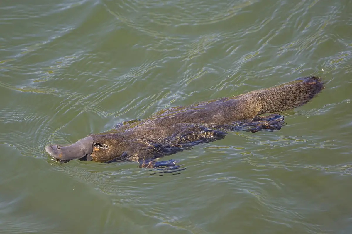 A brown, furry platypus with a flat duck-like bill swimming at the surface of a river