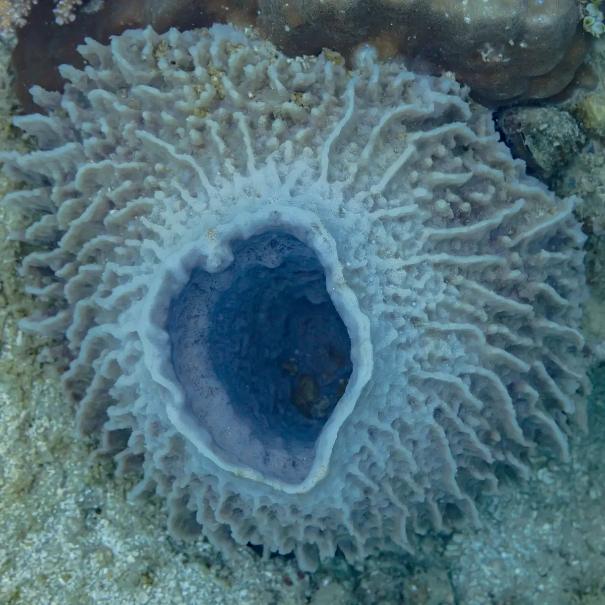 A huge gray barrel-shaped sponge on the sea floor, seen from above, with a large dark opening in its top