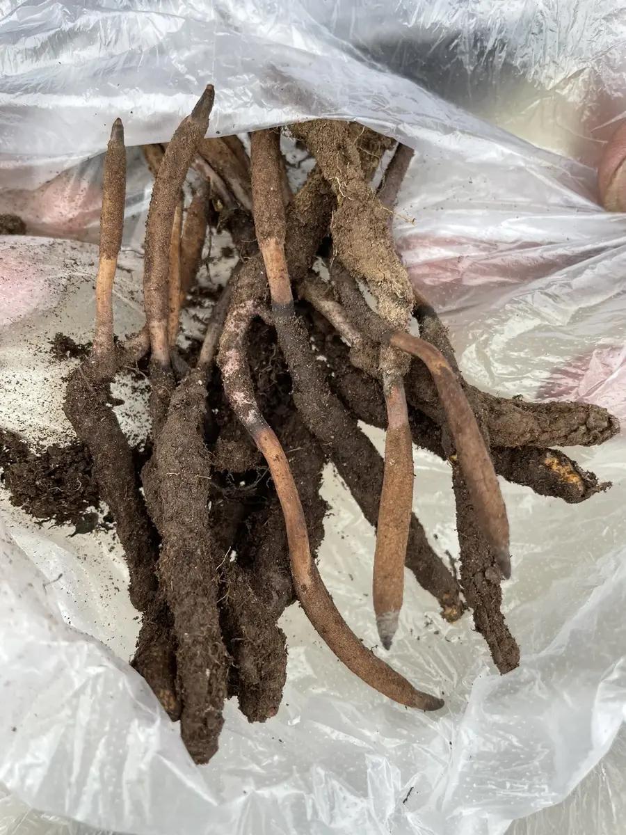 A freshly dug-up yarsagumba: a brownish caterpillar body with soil on it and a dark, thin fungus stalk growing from its head
