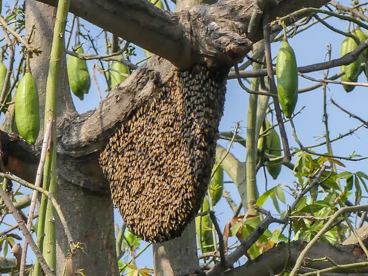 A huge single comb covered in a thick layer of bees hangs from a tree branch