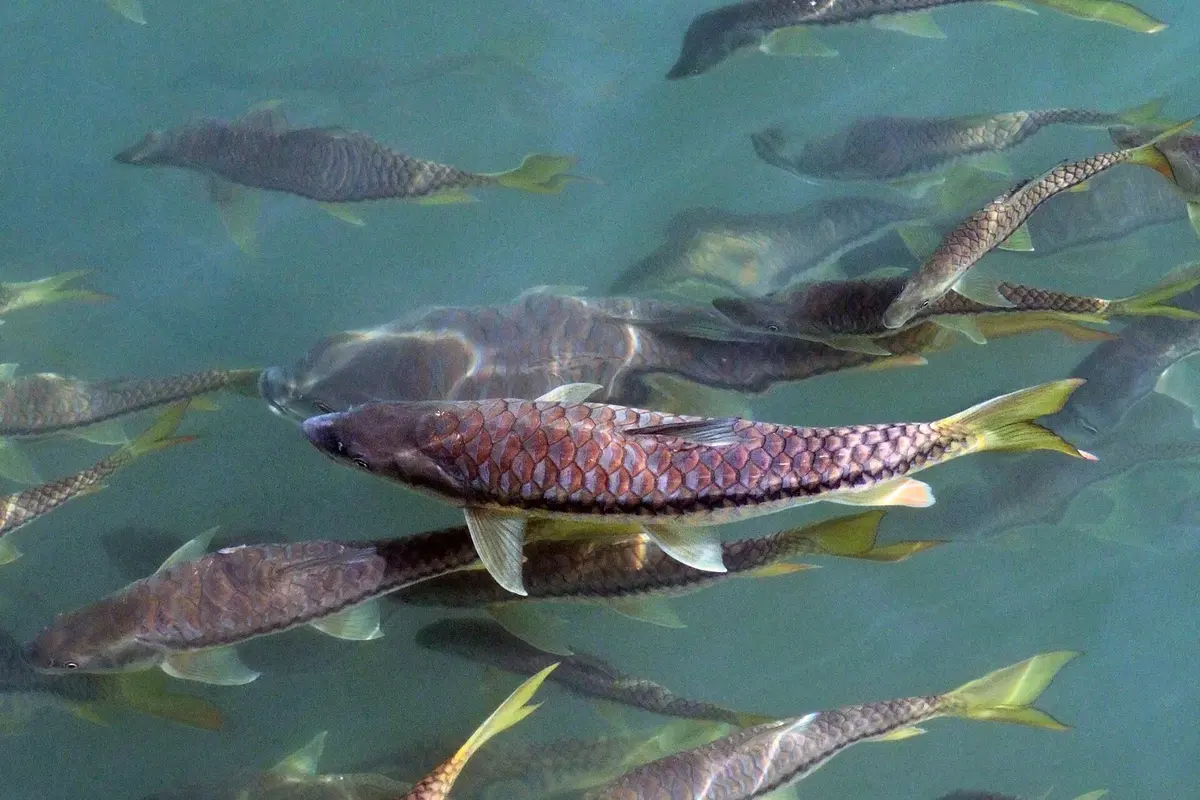 Large silvery-gold fish with big scales swimming in a clear river