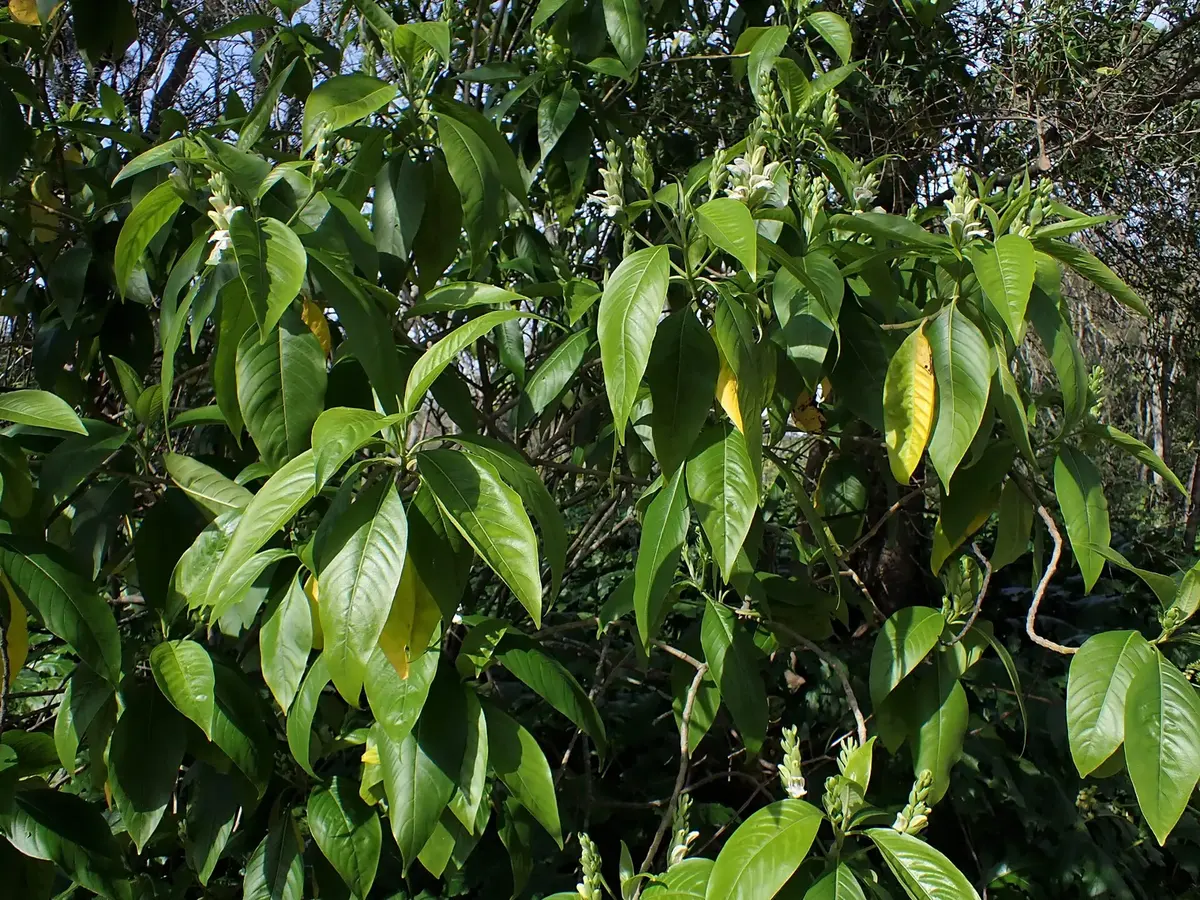 A leafy shrub with large green leaves and spikes of white flowers