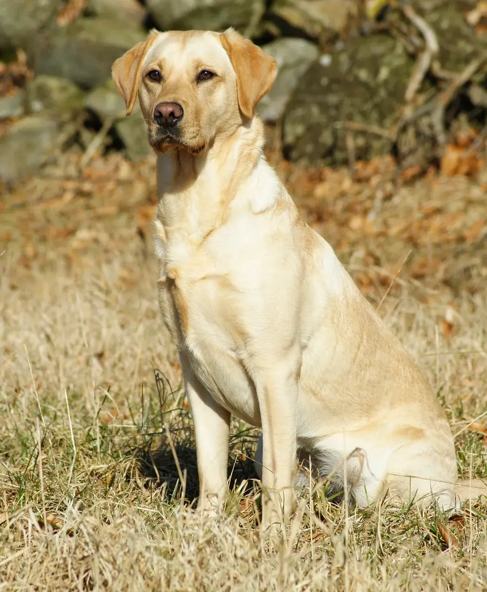 A yellow Labrador dog sitting in dry grass