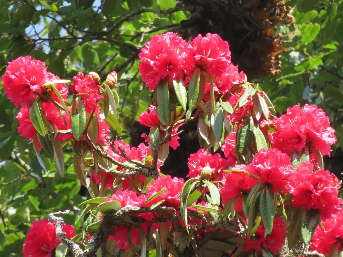 Branches of a tree crowded with large round clusters of bright red flowers among long dark green leaves