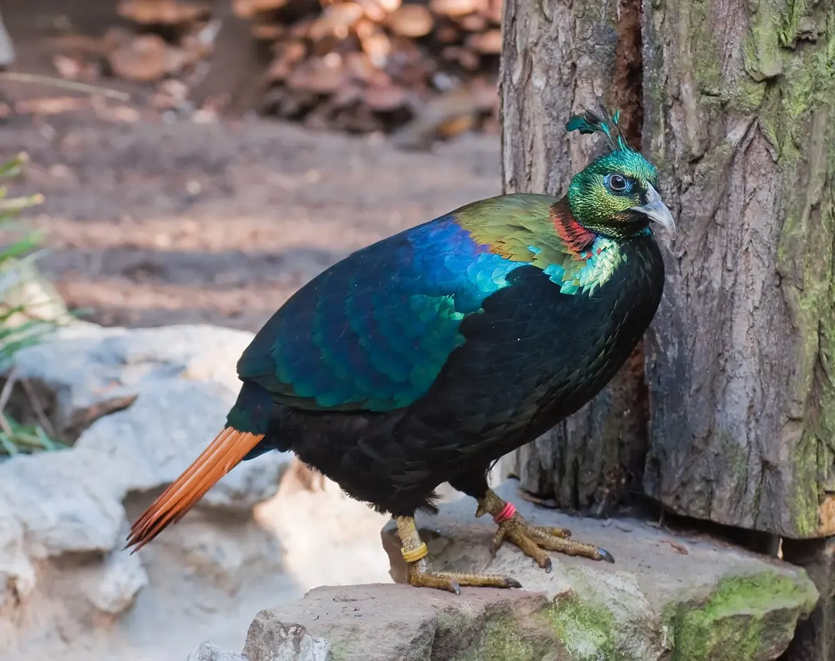 A male Himalayan monal with shining blue-green and purple feathers, an orange tail, and a crest on its head