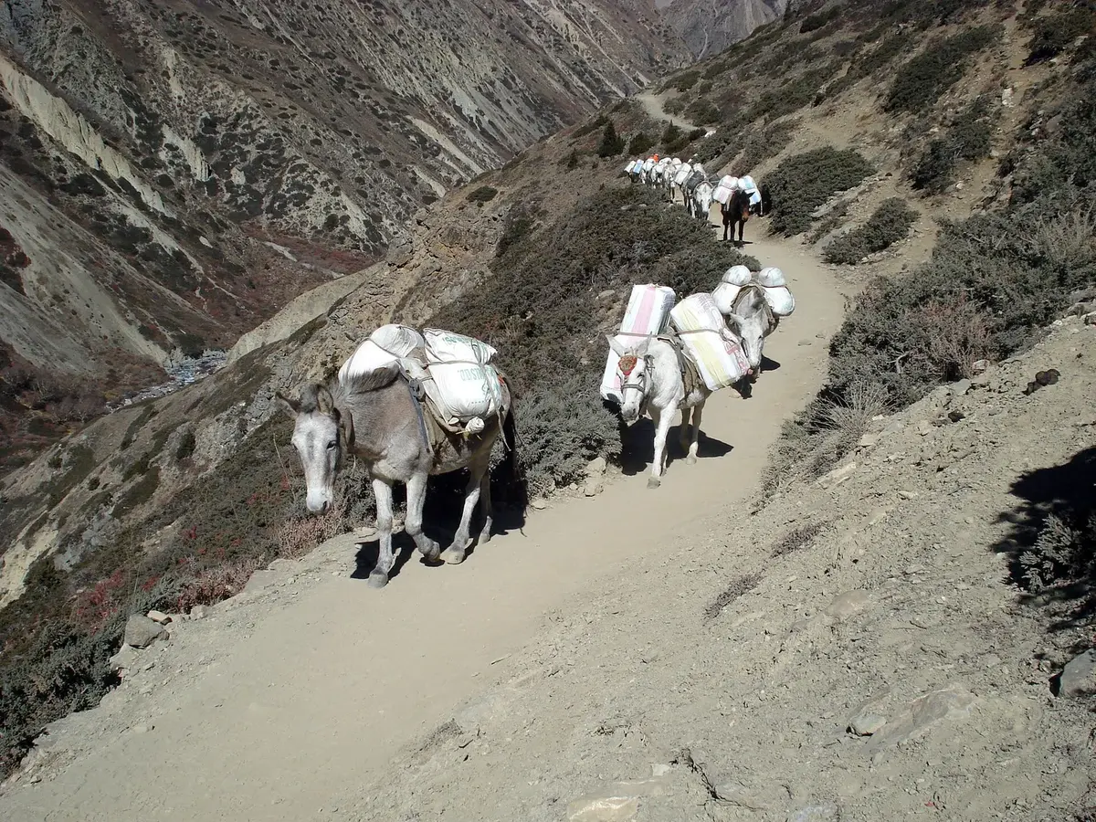 A line of mules carrying white sacks walks along a dusty mountain trail
